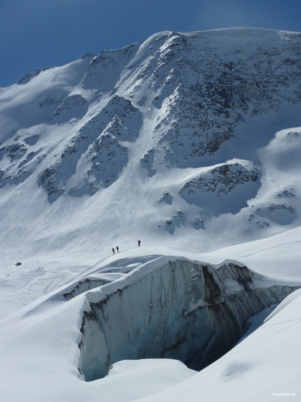 taschachwand alpenbock